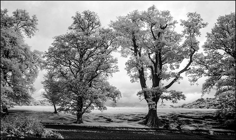 TREES IN A LANDSCAPE_edited-1.jpg